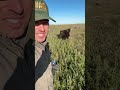 👉 Calf #3 Is Here… You Missed the First Two 🐄