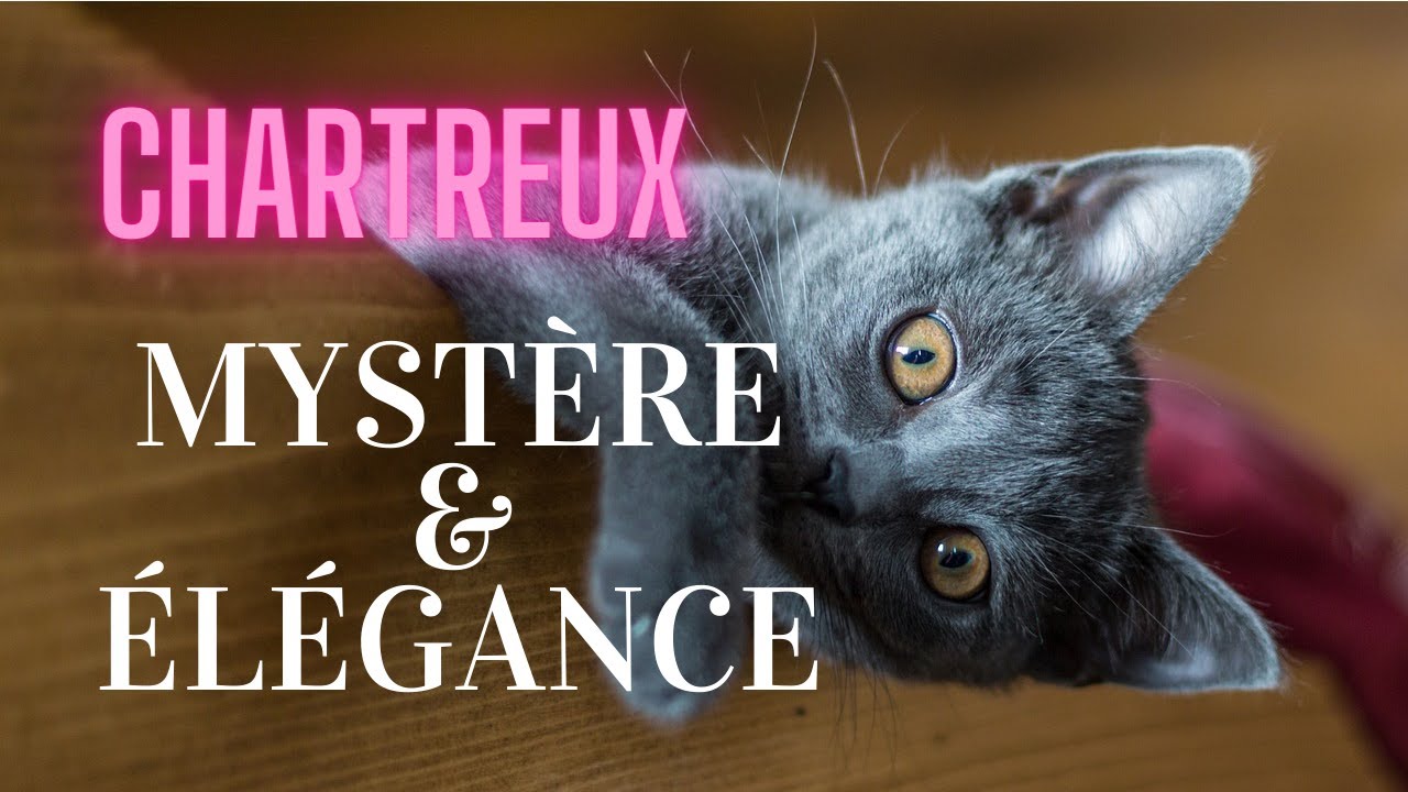 Chartreux Caractere Sante Alimentation Prix Et Entretien