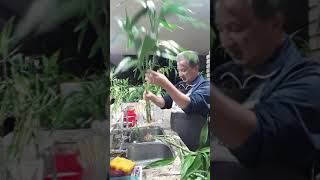 Montagem de Vaso de Bambu da Sorte em Vasos e potes Reciclados!
