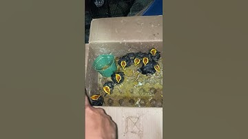 BURUNGNYA DAPAT DIPOHON LANGSUNG DI HIPNOTIS!
