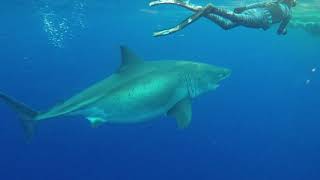 Deep Blue Great White Shark discovered by Aloha Scuba Diving on Oahu