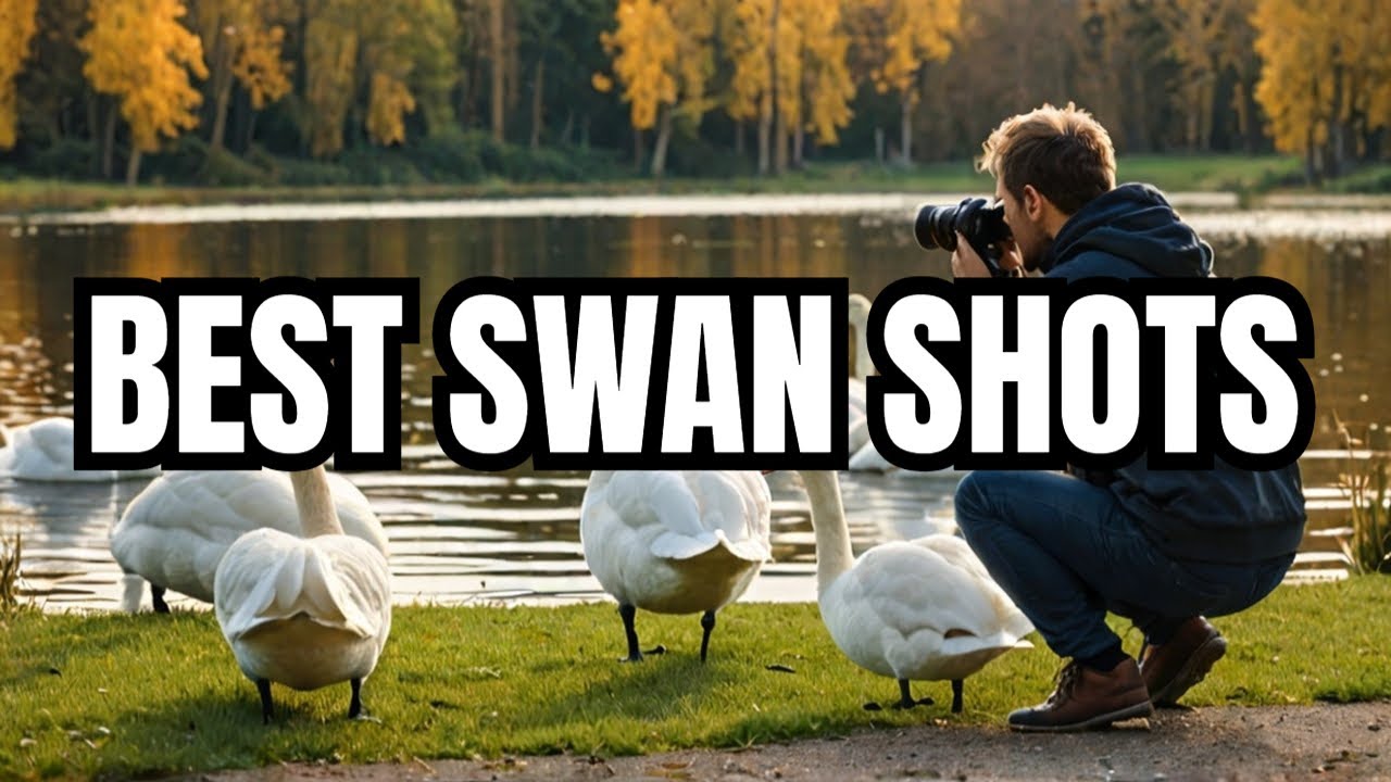 How to Take Photos of Swans (Best Photography Tips)