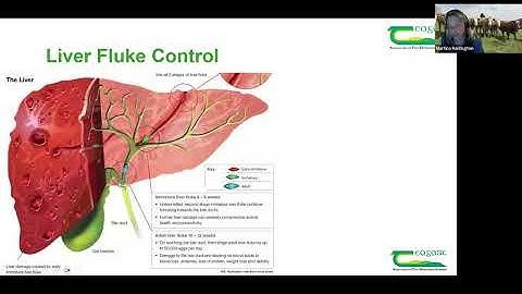 Autumn Webinar Series 2025 (Session 3): Beef winter feeding diets