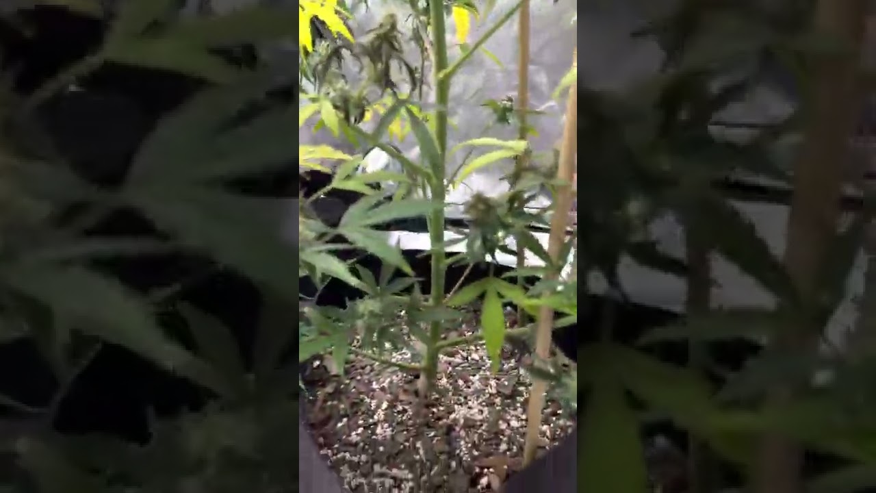 Is it time to Harvest my plant Green Crack seedsman
