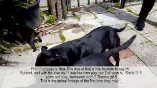 Marley, 7 Week Old, Pure Bred English Staffordshire Bull Terriër