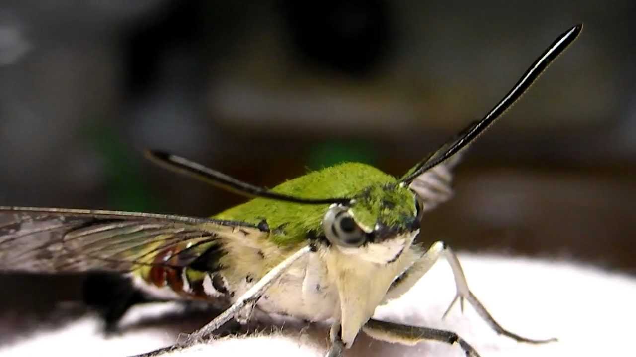 pellucid hawk moth 3