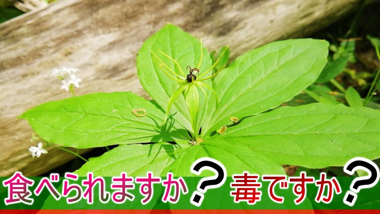 お花摘みなのだ 春をいち早く感じたいあなたに ～お花畑で花摘み編～ - 南房総ex-press フラダンス