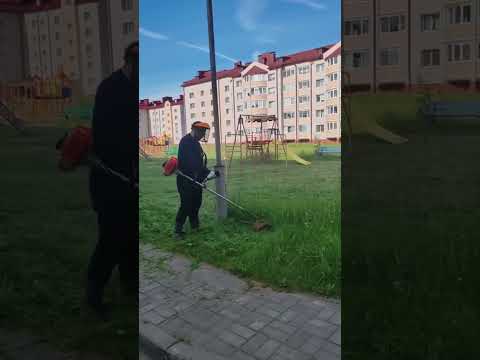 Минск зарастает ТРАВОЙ