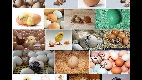 HOW TO CALIBRATION OF EGG GRADING MACHINE AND GOOD QUALITY OF HATCHING CHICKS. #CALIBRATIONOFGRADING