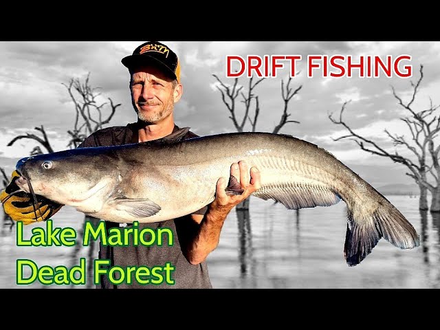 Fall Drift fishing for Catfish 