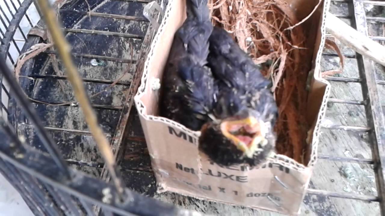 Burung Tuwu Koel2 Sulawesi Atau Asian Koel Suapan Mohon Jangan