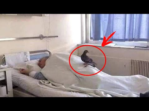 Video: A bartin sëmundje pëllumbat?