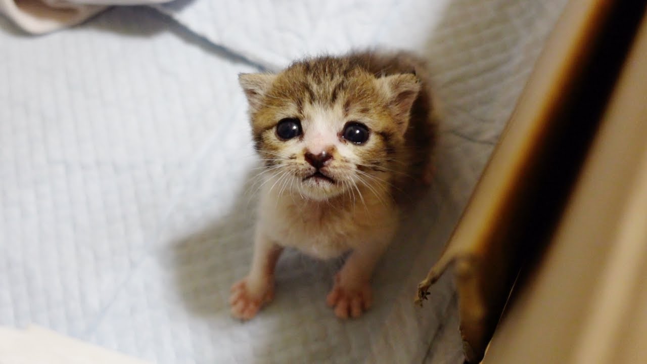 ミルクの匂いに気づくと鳴きながら近寄ってくる子猫