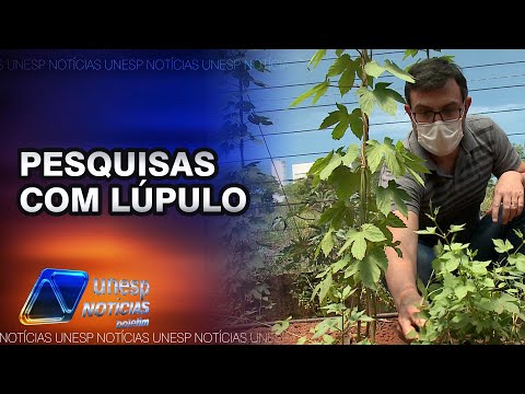 Vídeo: Melhor suporte para planta de lúpulo - dicas sobre como construir uma treliça para lúpulo