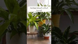 النباتات المنزلية وفوائدها الصحية