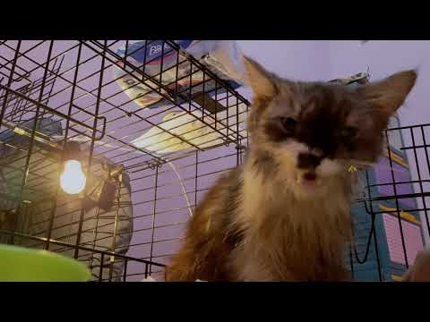 Video: Distemper Kucing (Panleukopenia): Bagian 2