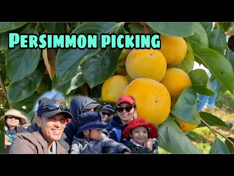 Video: Sådan Spiste Vanechka Persimmon