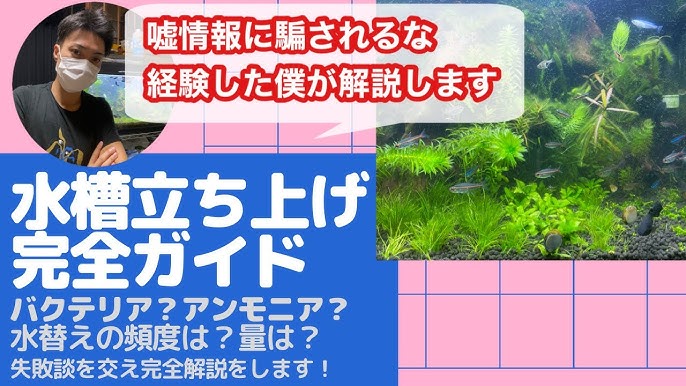 水槽の水が白く濁る原因はこれだった 白にごりの原因と対策をプロがやさしき解説します Youtube 水槽の水が白く濁る原因はこれだった 白にごりの原因と対策をプロがやさしき解説します Youtube