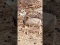 Graceful…cautious…GONE!  You know the mule deer had a song stuck in her head.🦌 #estesparkcolorado