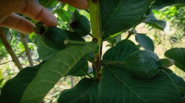 XỬ LÍ ĐẬU TRÁI ỔI RUBY ĐẸP, NGUYÊN NHÂN RỤNG TRÁI ỔI RUBY