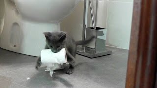 Los gatos y el papel higiénico, por Pitu | Funny Cats