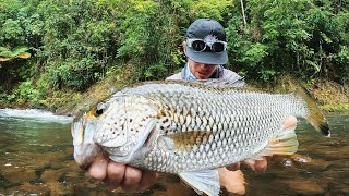 BIG JUNGLE PERCH IN THE RAINFOREST.  CAIRNS FISHING