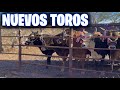 QUE PASÓ CON MIS TOROS || CHITIN VENEGAS