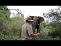 Amazing Elephant Close Encounters Caught on Camera