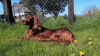 only Irish Setter sightseeing pomeranian spring... nothing more here...