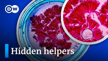 How microbes are the answer to healthy soil