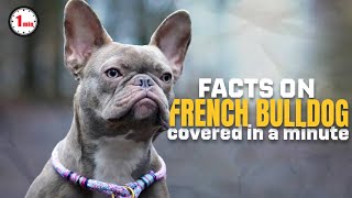 French Bulldogs A Traveler's Best Friend | French Bull Dog in 1 Minute | AnimalSnapz by Animal Snapz 576 views 6 months ago 1 minute, 39 seconds