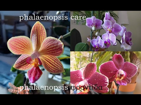 Βίντεο: Ορχιδέες Phalaenopsis: φροντίδα και χαρακτηριστικά