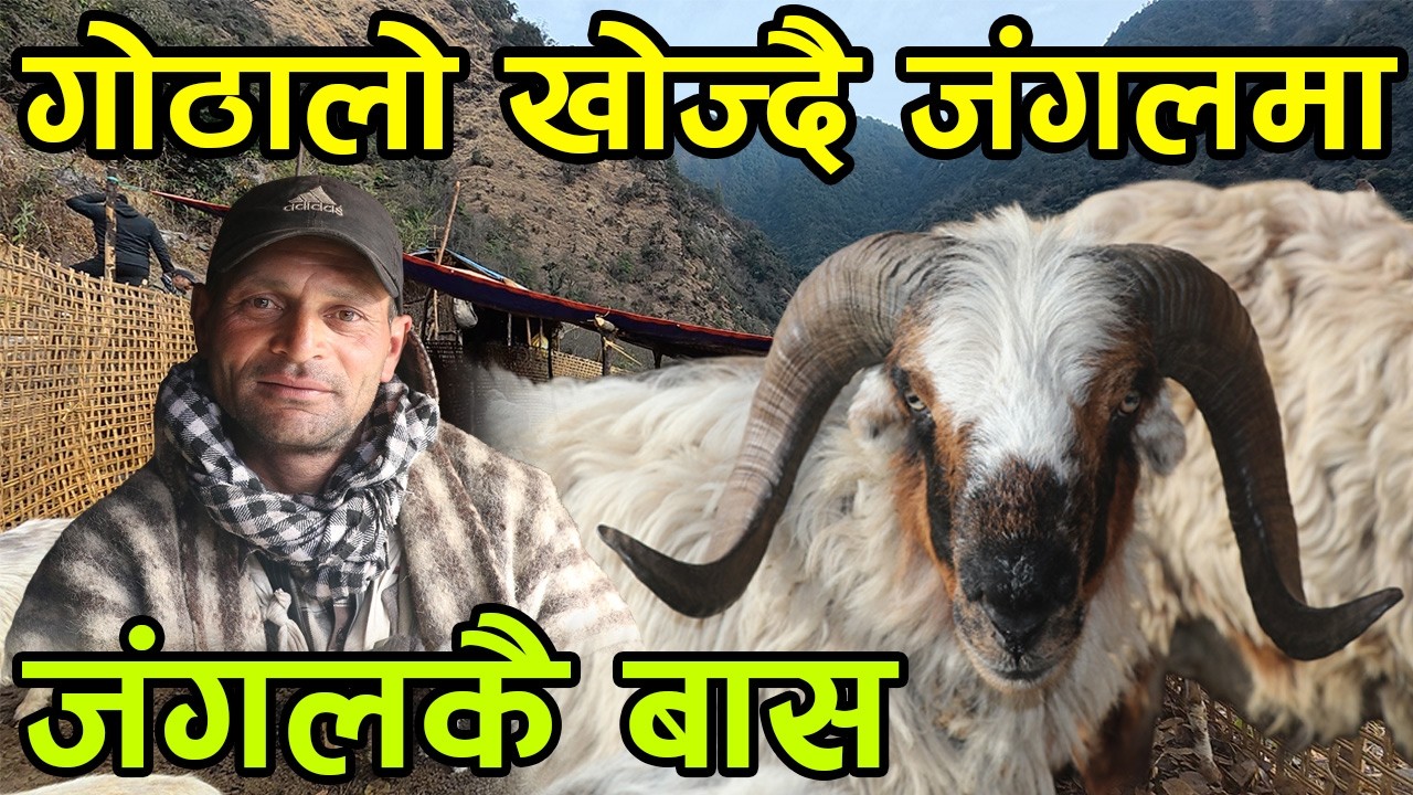 गोठालो खोज्दै जंगल जाँदा के देखियो यस्तो ! भेडा लिएर बस्दा रहेछन् डरलाग्दो जंगलमा ||kiranpaudel
