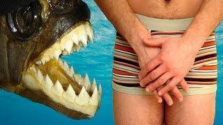 TESTICLE EATING FISH - REAL OR FAKE?