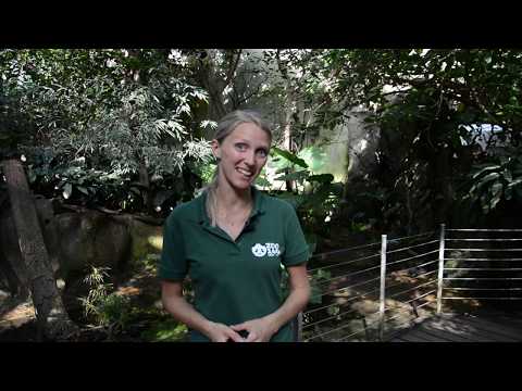 Video: Hvordan er vegetationen i en tropisk regnskov?