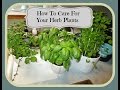 How To Care For Your Herb Plants - aSimplySimpleLife