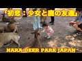    nara deer park japan