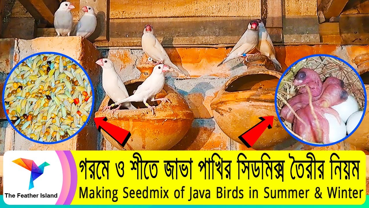 Java Bird Seed গরমে ও শীতে জাভা পাখির সিডমিক্স তৈরীর নিয়ম । Making Seedmix of Java ...
