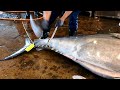 485 kg supergiant bluefin tuna 3 minutes fluency cut