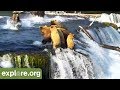 Bear Cubs Run Away from 747! - This Week at Brooks Falls
