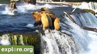 Bear Cubs Run Away from 747!  This Week at Brooks Falls