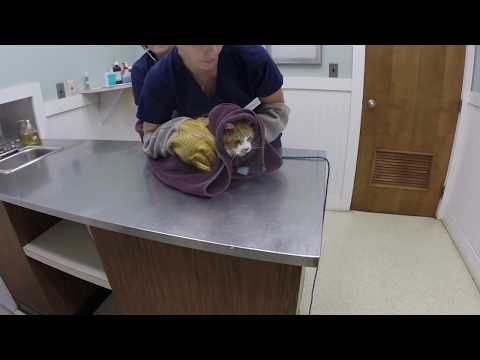 वीडियो: जब एक पशु चिकित्सक वास्तव में गलत हो जाता है
