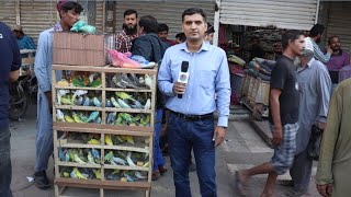 Birds Market Lalukhait Sunday Video Latest Update 6-12-20 | Budgies parrots traders in Urdu/Hindi. screenshot 4