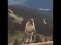 Marmotte qui crie angry marmot