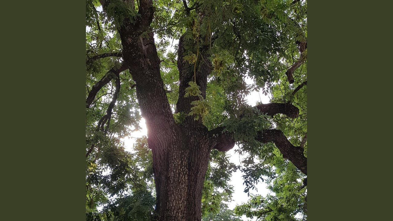 Summer Bride (English Version)