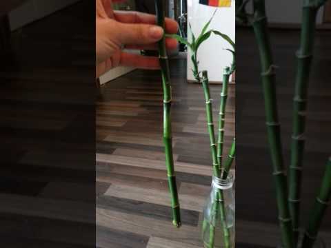 Video: Wie vermehre ich Bambus zu Hause? Indoor-Bambuspflanze: Pflege