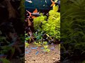 Neon Tetra fishes