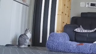 A Cat Waiting For The Puppy That Went Outside