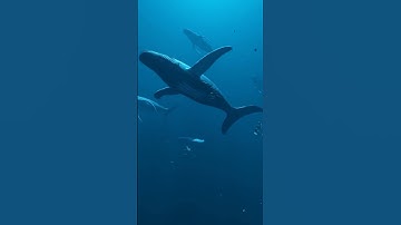 Thumbnail of Singing whales 🐳🎤