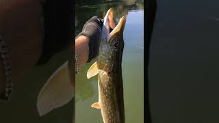 Precioso Lucio de Guadiana 🎣